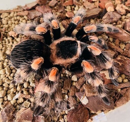 タランチュラ　メキシカンレッドニー　メス【手渡しのみ】