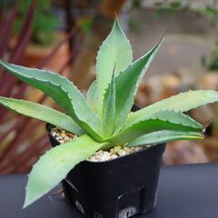 【ご購入者様へお渡し済み】アガベ/オバティフォリア( Agave...