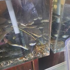 天然のウナギ