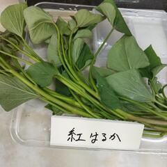 紅はるか苗　正規苗販売登録済み