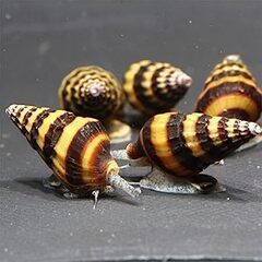 貝　キラースネールの画像