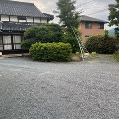 庭木無料で差し上げます。の画像
