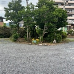 庭木無料で差し上げます。