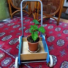 💮決まりましたベビー歩行器 等👶の画像