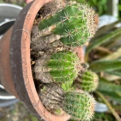 サボテン　観葉植物　3