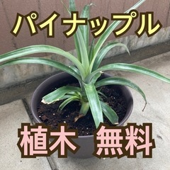 パイナップルの植木 植物 グリーン 観葉植物