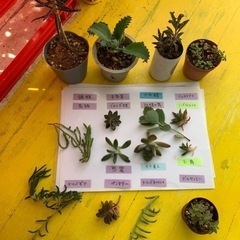 多肉植物☆15種の画像