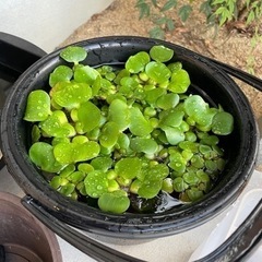 ミニホテイアオイ※3株100円