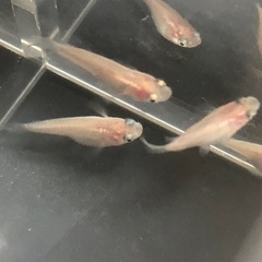 めだか　紅ほっぺ（半ダルマ体型）5匹の画像
