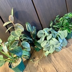 観葉植物セット⑨ 5鉢