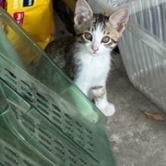 急募保護猫　生後2ヶ月　4匹　