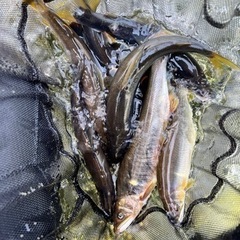 鮎釣りメンバー募集してます。 - 下閉伊郡