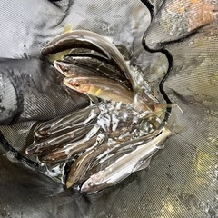 鮎釣りメンバー募集してます。 − 岩手県