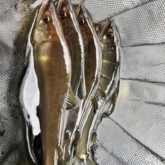 鮎釣りメンバー募集してます。 - メンバー募集