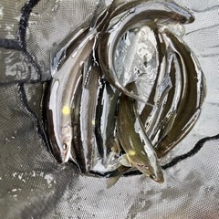 鮎釣りメンバー募集してます。 - その他