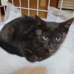 子猫の里親様募集中(停止中)