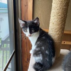 ハチワレ子猫 ２ヶ月(ご相談中