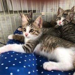 無事にご家族みつかりました❣️