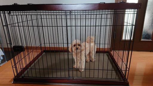 犬のゲージ　1週間使用のモノ