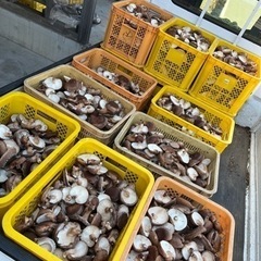 原木 乾燥しいたけ  【決まりました】の画像