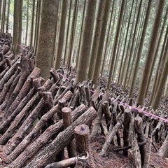 原木 乾燥しいたけ  【決まりました】の画像