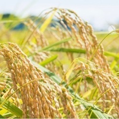 令和3年度産、お米30キロ