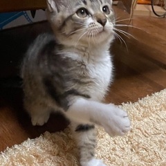 ２ヶ月の可愛いキジシロちゃん