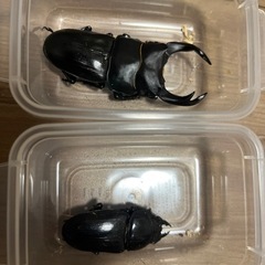 受け渡し予定者決定オオクワガタ能勢YG 新成虫の画像