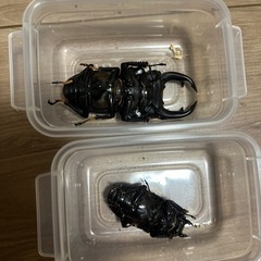 受け渡し予定者決定オオクワガタ能勢YG 新成虫の画像