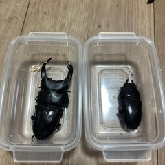 受け渡し予定者決定オオクワガタ能勢YG 新成虫