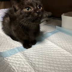 超ベタベタな1ヶ月の女の子