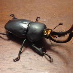 クワガタあげます