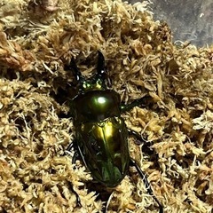 ピカール！　ニジイロクワガタ　グリーンピカール