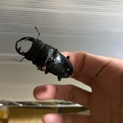 オオクワガタ【能勢産SR】ペアセット交渉中