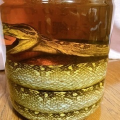 ハブ酒　古酒  30年以上前のお酒になります！の画像