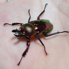 ⭐ニジイロクワガタ⭐ペア⭐