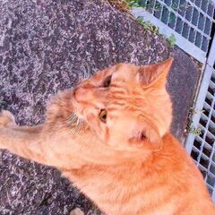 猫を保護しています。