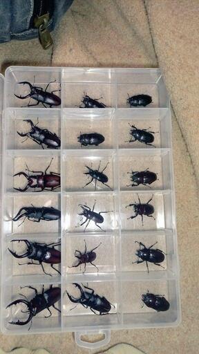 ノコギリクワガタ 真夏の緊急値下げ！！