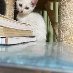相談中！白い子猫♡♡里親募集