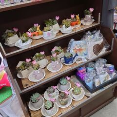 多肉植物の販売inうさぎ屋 − 香川県