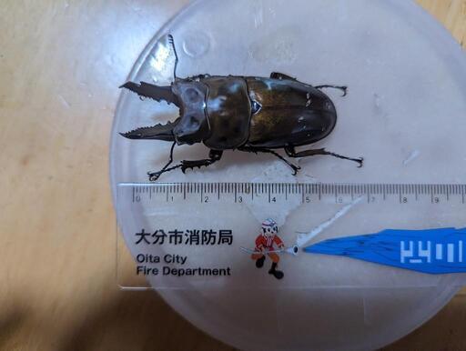 ババオウゴン　ペア　♂60mm ♀40mm（羽根パカ） と　SIS ポータブル保冷温庫 25L