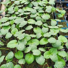 オクラの定植苗