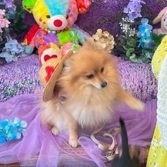 犬友達募集中！