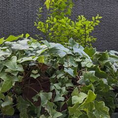 ヘデラと黄山吹