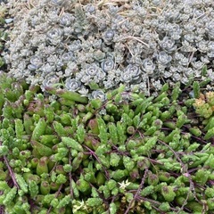 多肉植物　カット苗