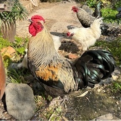烏骨鶏、譲ります