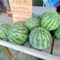 無人販売いまいちスイカ1玉百円玉企画 - イベント