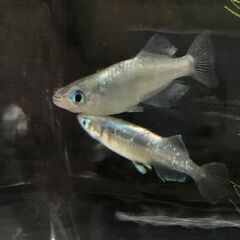 無人メダカ販売所　めだか屋GINGA　営業中