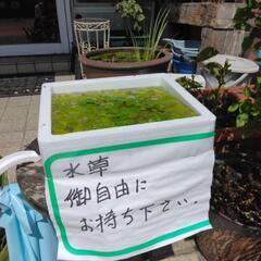 水草差し上げます。