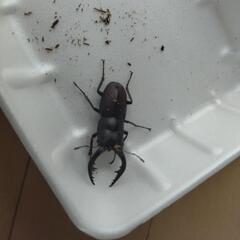 ノコギリクワガタ♂♀ペア　天然 1セット